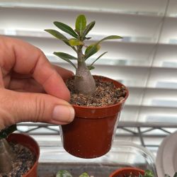 Desert Rose / Rosas Del Desierto