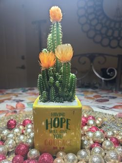 Orange cactus 🌵