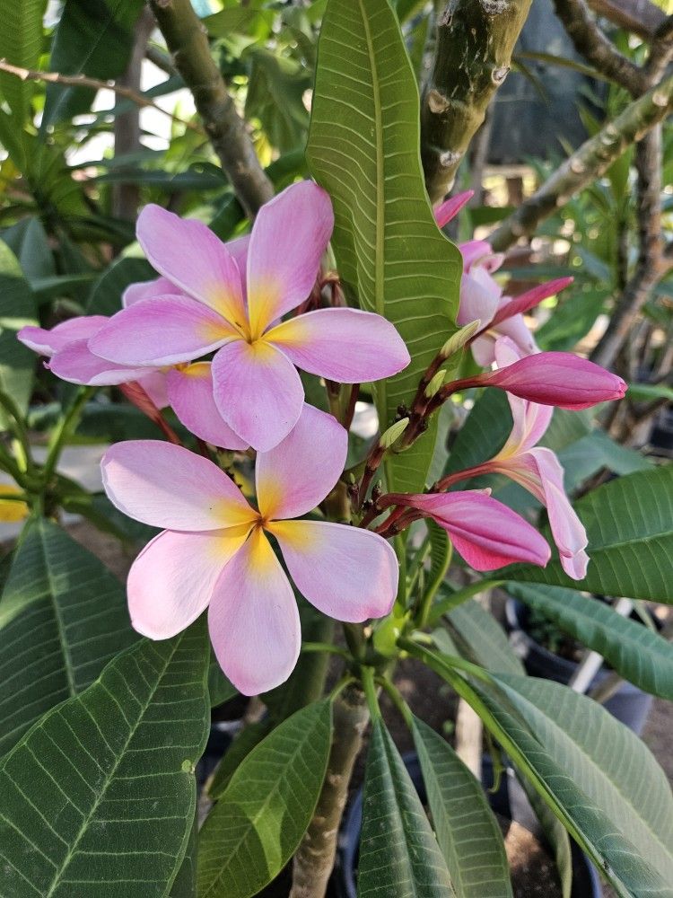 15 Gallons Plumerias