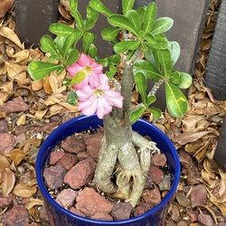 Pink Desert Rose 