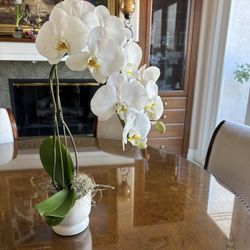 ORCHIDS