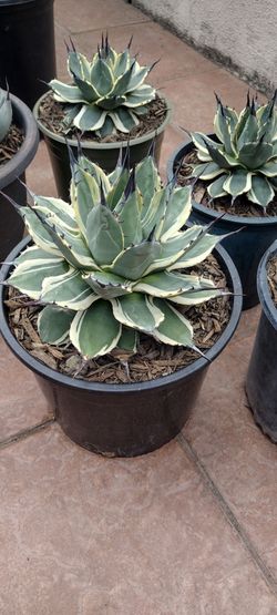 Cream Spike Agaves