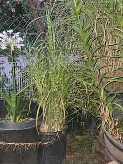 Zebra Grass