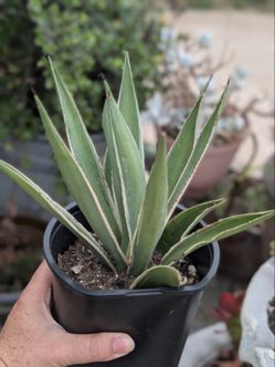 Caribbean Agave