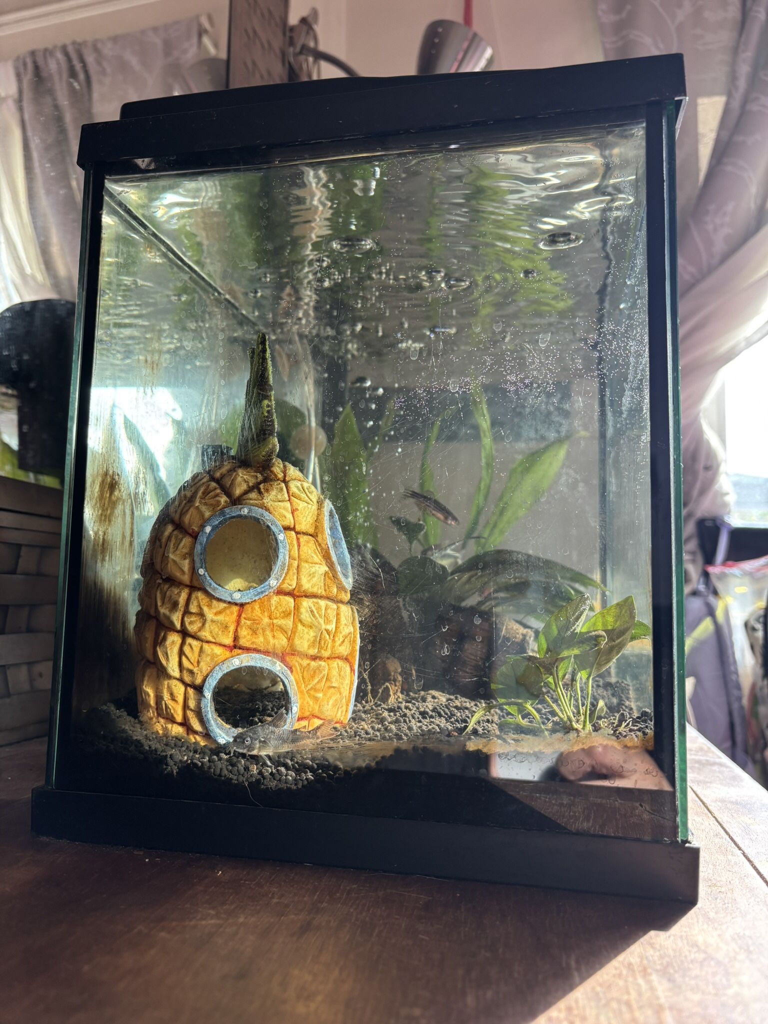 Free Fish Tank With Fish