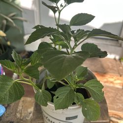 Tomatillo Plant 
