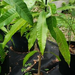 Plants For Sale 