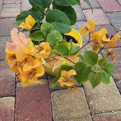 Yellow Bougainvillea 
