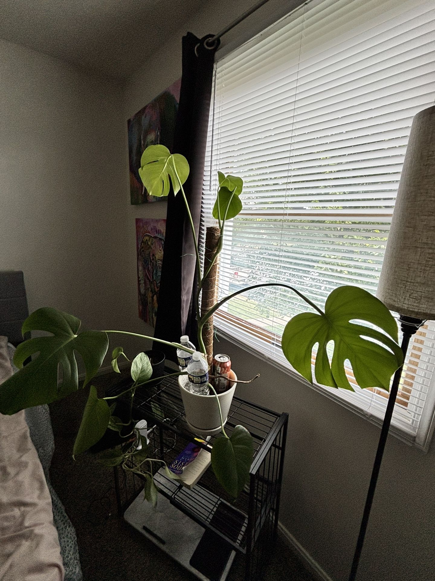 Monstera Deliciosa w/ Pot & Moss Pole – Big Leaves, Fenestrated