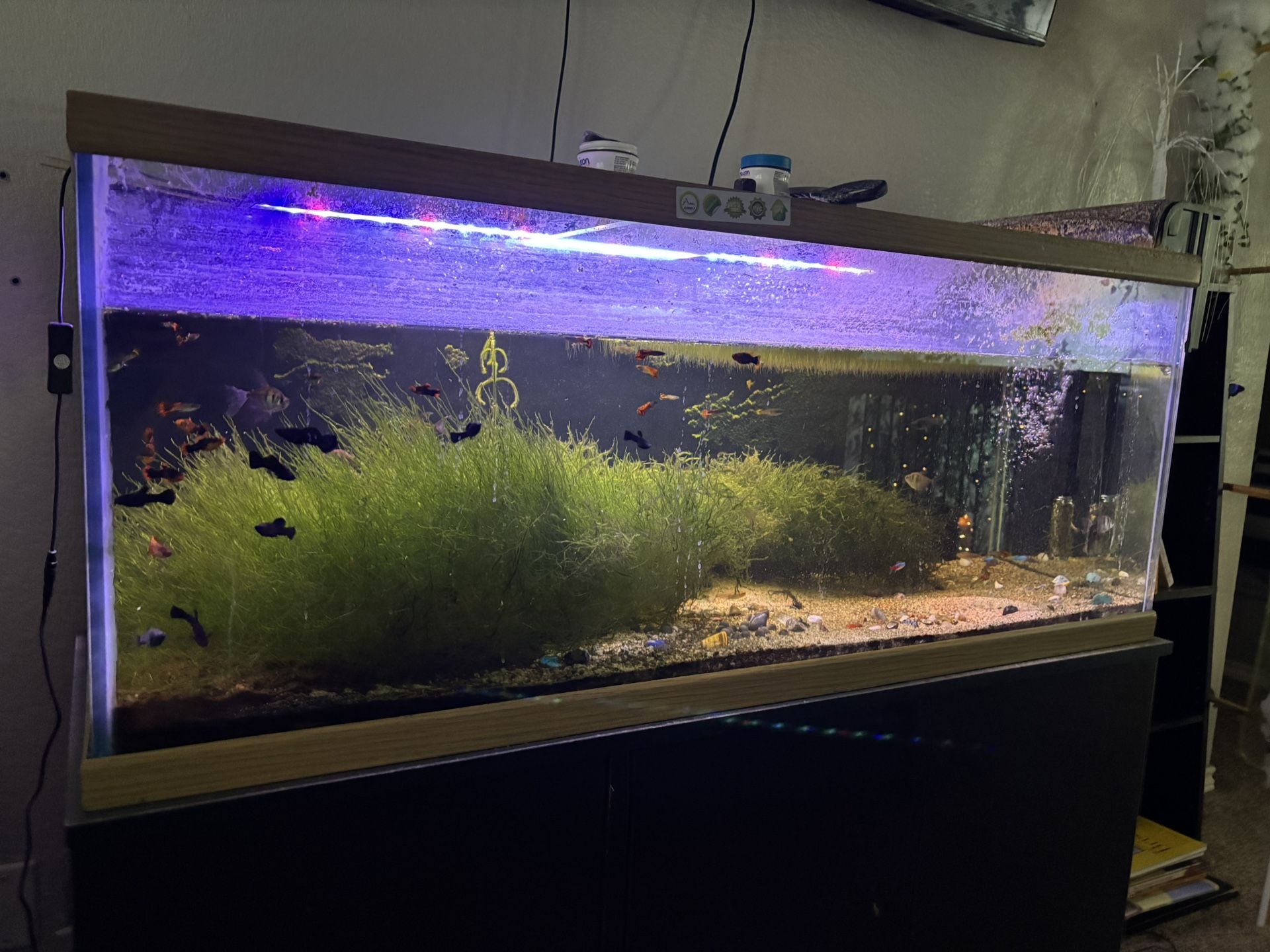 Free Fish