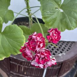 HERMOSAS PLANTAS NATURALES “ GERANIOS PLANT