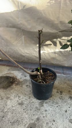 Arbol de siruela dulce