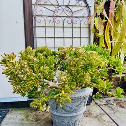 BIG MATURED BLOOMING JADE SUCCULENT PLANT IN A BIG POT