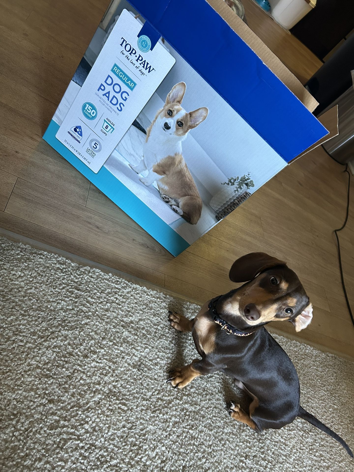 Puppy Pads