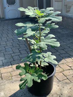 Greek Fig Tree-Medium size, Open to Offers