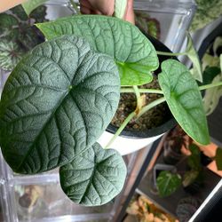 Alocasia “Melo” In A 5.5 Inch Self Watering Pot 