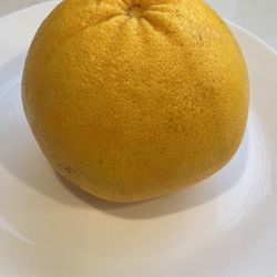 Local Ojai Grapefruit 