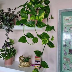 Lush Trailing High Variegation Pothos Money Plant / House Plant/ Indoor Plant Flower Patio Garden