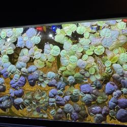 Red Root & Water 💦 Spangle. New Batch  