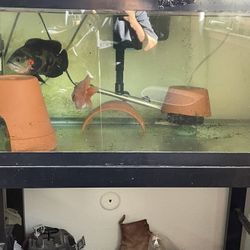 40 Gallon Breeder Fish Tank 