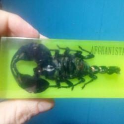Scorpion From Afghanistan