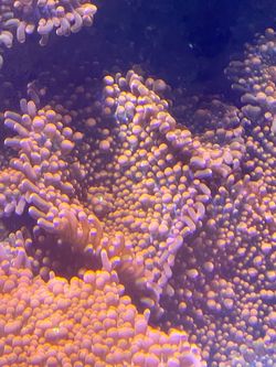 Fake Coral