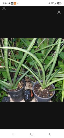 Sanseveria Cylindrica Houseplant Purifies air