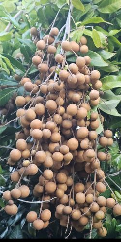 Fallbrook Fresh organic longan fruit for sale $5 for one lb minimum 5 lbs
