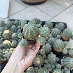 Cluster Obesa Baseball Plant