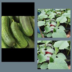 National pickling organic cucumber plants$2 Plants for$4 Or 3 For$5