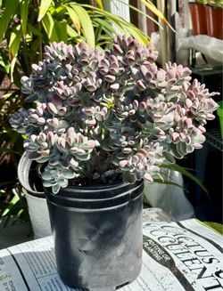 Cotyledon orbiculata in 1 gallon pot