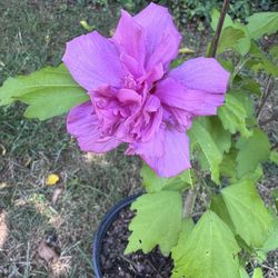 Magenta Chiffon Rose Of Sharon plant 