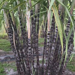 Organic Sugarcane Peel_ Unpeel _ Juice