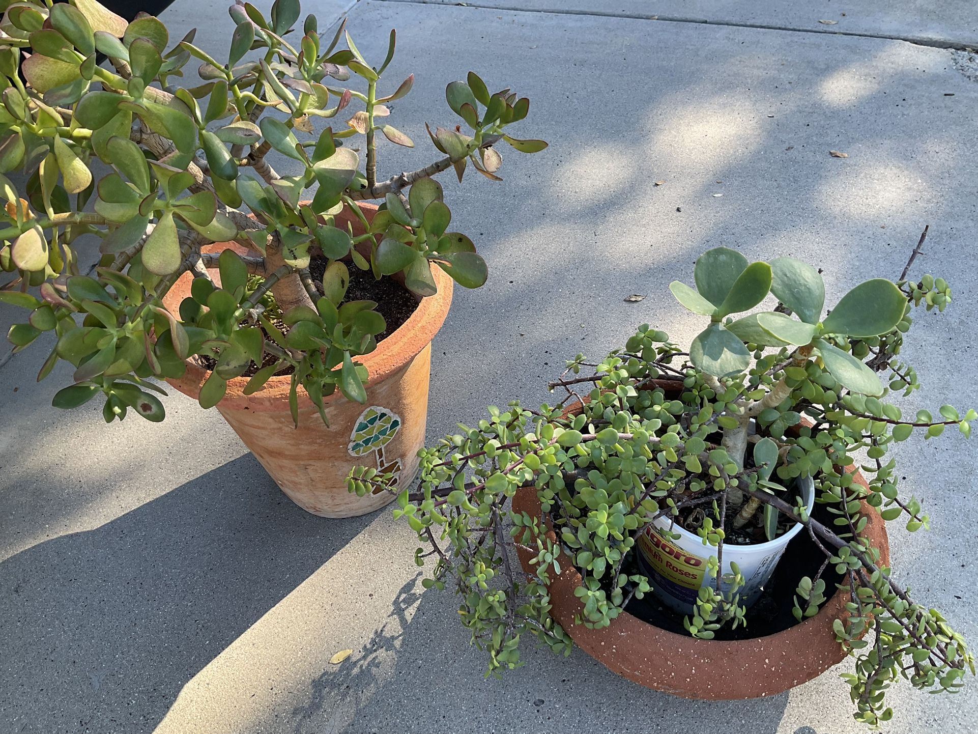 2 Terra Cotta Pots With Plants 