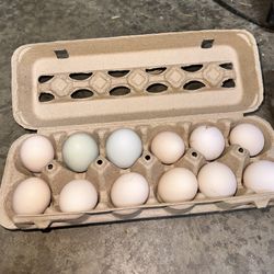 Eggs Available Duck, Chicken And Turkey