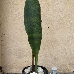 Whale Fin Snake Plant