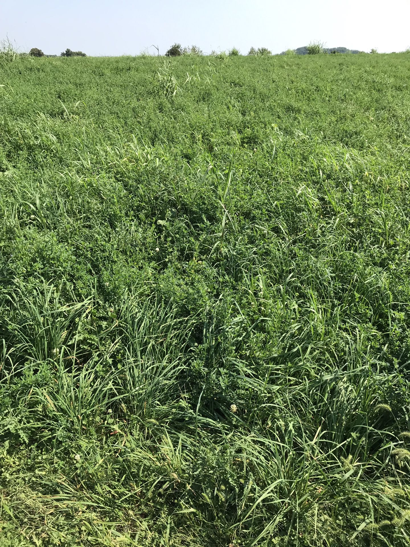 Alfalfa hay mix