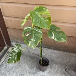28” tall monstera albo
