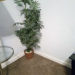 Palm Tree 4ft