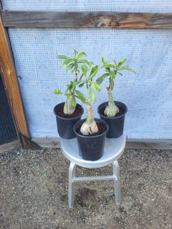 Desert Rose 1 gallon Nursery pot $8 each