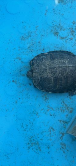 Free water turtle