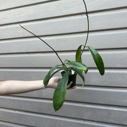 4” Big Hoya Fraterna
