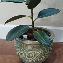 Tropical Foliage Indoor Plant