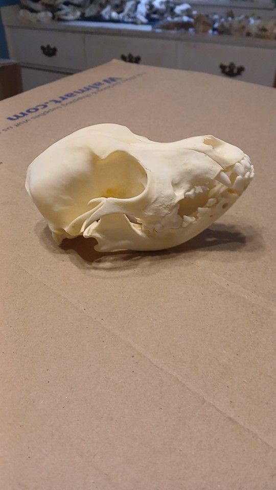 Large Breed Puppy Skull
