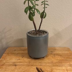 Jade Plant