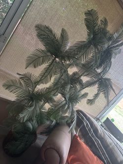Plant