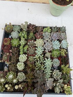 Succulents
