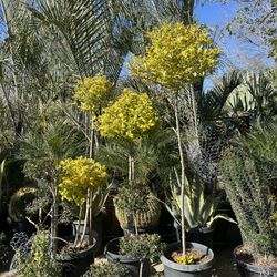 Duranta Topiary Bonsai