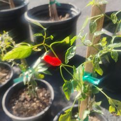 Red Chili Pepper Plant