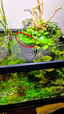 Aquarium plant